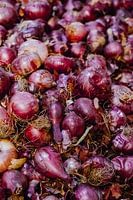 Rode uien worden verkocht op de markt in Marokko | reisfotografie en foodfotografie