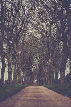 Weg tussen de bomen | laan donker grillige vorm Alden Biesen Limburg | road to nowhere natuurfotografie van An Rogier