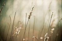 Reed