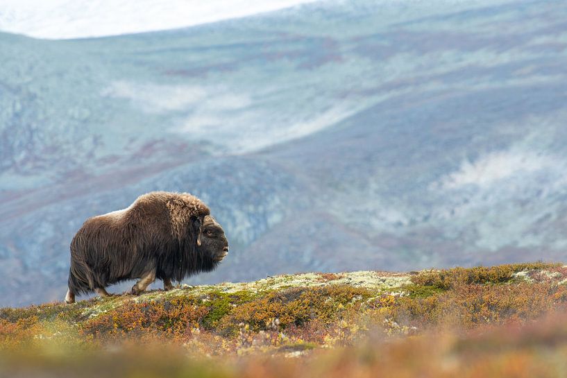 Musk ox by Harry Punter
