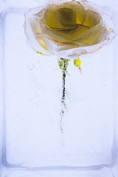 Gelb-weiße Rose in Eis 2 von Marc Heiligenstein