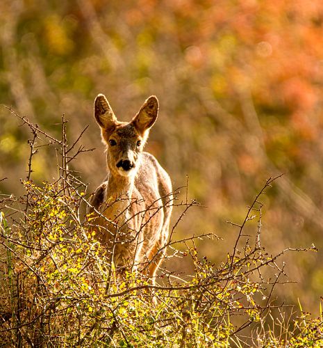 Ree in herfst bos