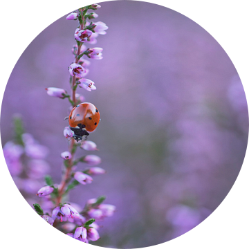heide met lieveheersbeestje van Remco loeffen