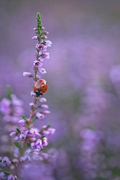 lady bug in the  heather by Remco loeffen
