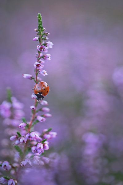lady bug in the  heather by Remco loeffen