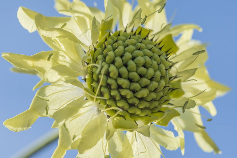 Ciel de fleurs par Naturdetail Fotografie