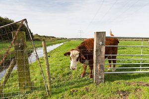 Koe in de wei, zwiepend met zijn staart