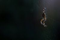 Spider in the dark