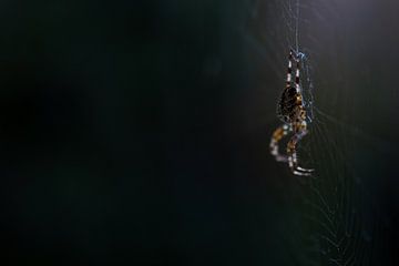 Spider in the dark van Erwin van Eekhout