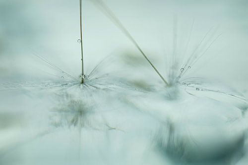 Kleine Waterdruppels op een Morgenster