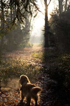 Op weg naar het licht van Sebastian Stef