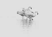 Flamingo's von Incanto Images Miniaturansicht