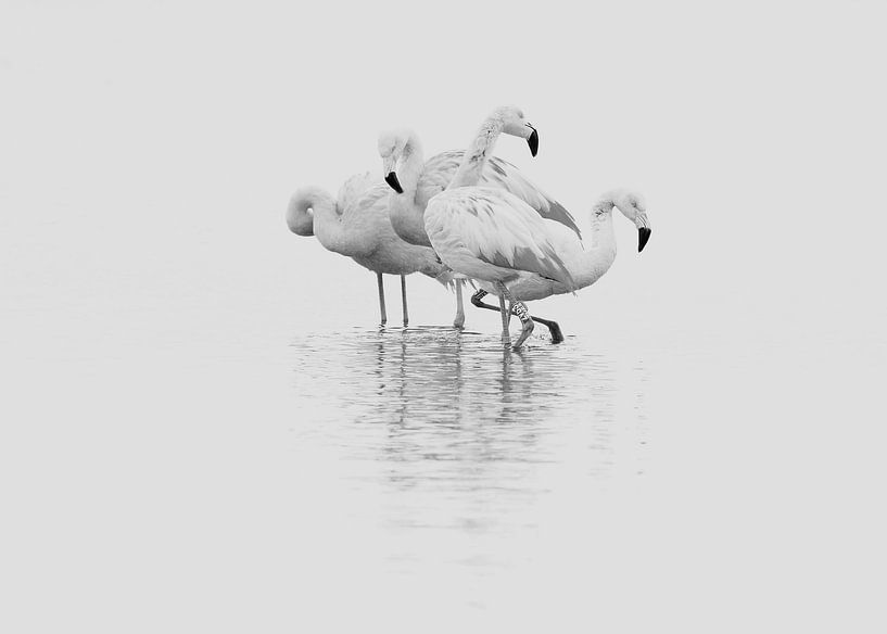 Flamingo's van Incanto Images