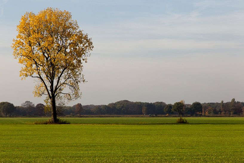Gele bladeren in de herfst von Jani Moerlands