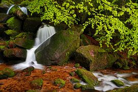 ONDER HET DAK BLADEN by Thomas Herzog