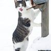 katje in de sneeuw van Yvonne Blokland