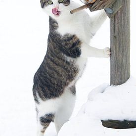 kitten in the snow by Yvonne Blokland