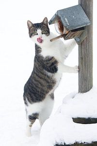 katje in de sneeuw van Yvonne Blokland