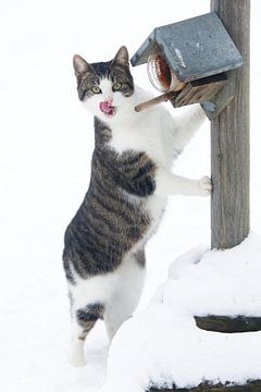 katje in de sneeuw