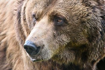 Mein Freund, der Braunbär