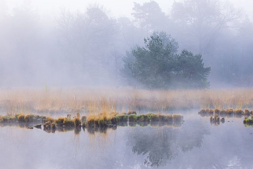 Fog during sunrise Dwingelderveld - Zandveen (Drenthe) Netherlands by Marcel Kerdijk