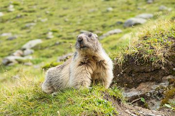Alpine marmot by Elles Rijsdijk
