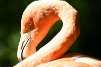 Flamingo#1  close-up