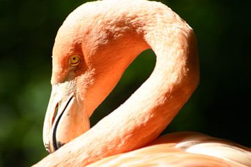 Flamingo#1  close-up van EnWout