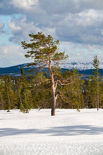 Lichte bossen op de hoogvlakte naar Fulufjälett Nationaal Park