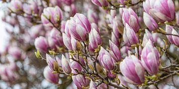 Magnolien in der Blüte im Frühling von Werner Dieterich