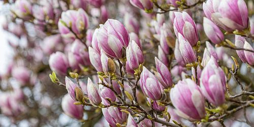 Magnolias in bloom in spring by Werner Dieterich