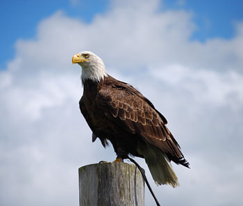 Zeearend