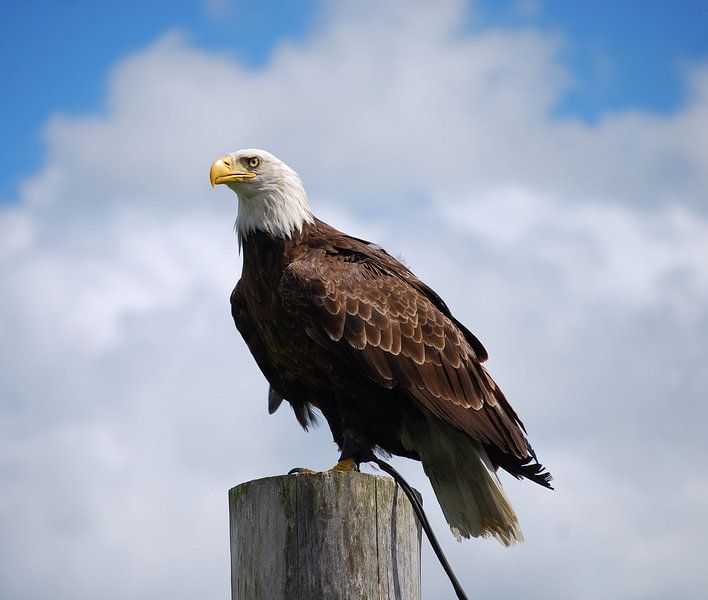 Zeearend by Hanney Bruijn Fotografie