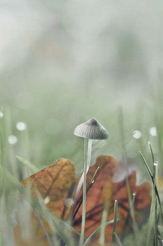 Casque blanc de la rate