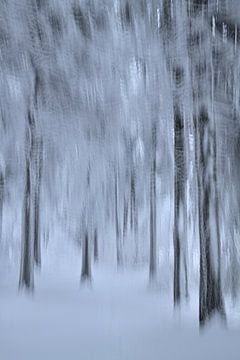 In the white coniferous forest by Oliver Lahrem