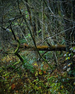 Herfst in het bos de koude komt eraan van Eugenio Eijck