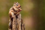 Siberian Ground squirrel in Tilburg by Arnoud van der Aart thumbnail