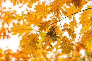 Gele herfstbladeren van Max ter Burg Fotografie