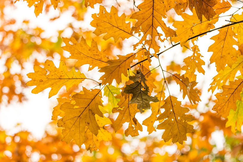 Gelbe Herbstlaub von Max ter Burg Fotografie