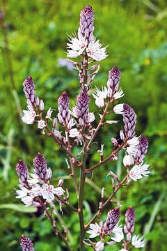 Enchanting wild plant on the Etna volcano