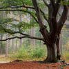 Bakkeveen Autumn Forest by Peter Bolman