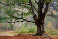 Bakkeveen Autumn Forest by Peter Bolman thumbnail