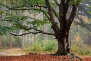 Forêt d'automne de Bakkeveen sur Peter Bolman