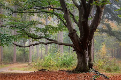 Bakkeveen Autumn Forest by Peter Bolman