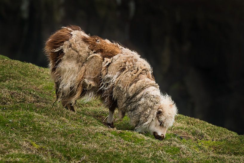 Zerzaustes Schaf von Denis Feiner