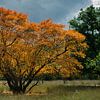 Tree in autumn colors by Jan Jongejan