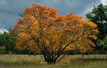 Baum in Herbstfarben von Jan Jongejan