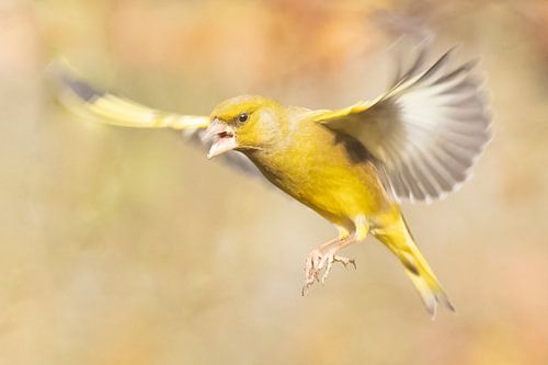Les jeunes pousses dans l'air