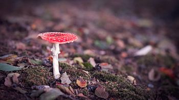 Op een grote paddenstoel.....