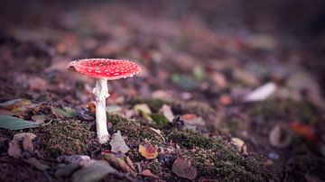 Op een grote paddenstoel..... van Brigitte Blaauw